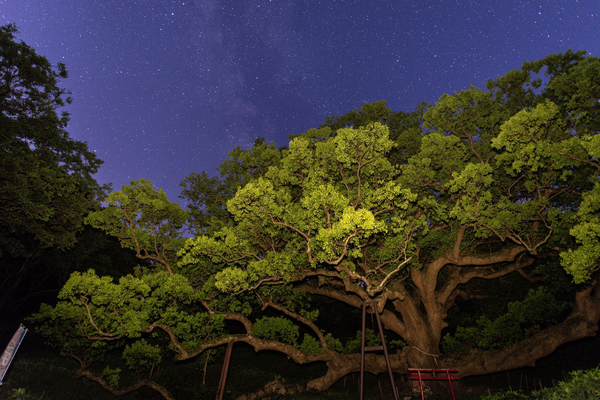 志々島の大楠と星